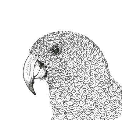 NZ Native Birds colouring book