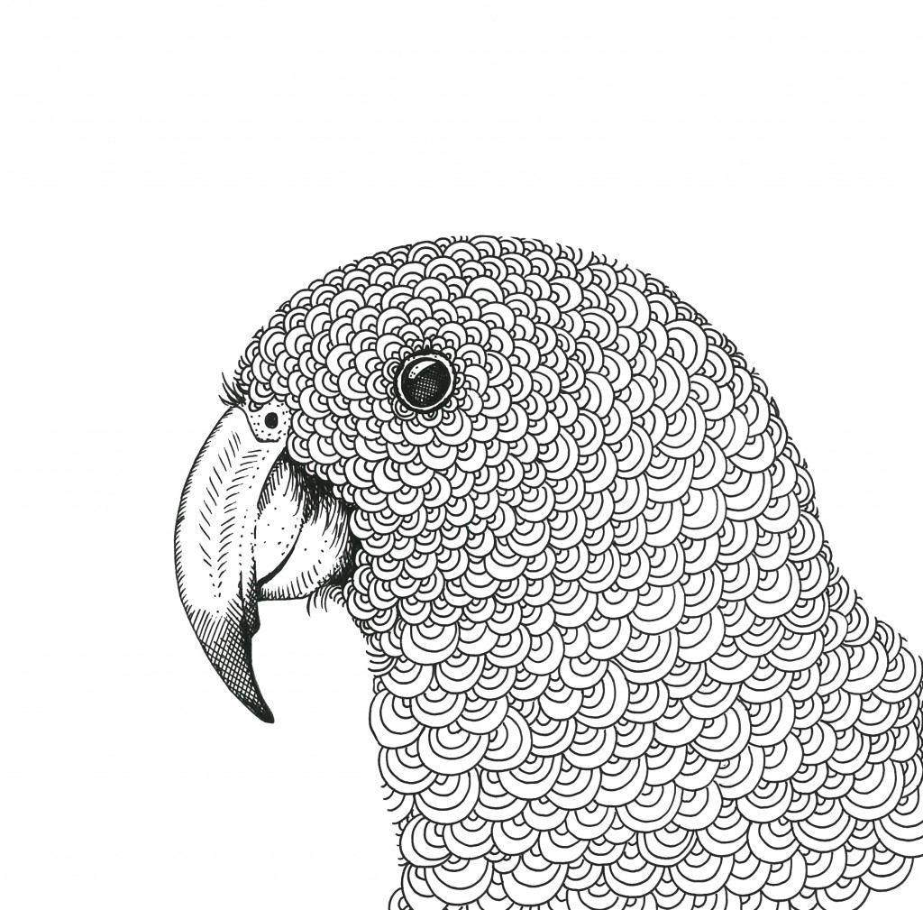 NZ Native Birds Colouring Book